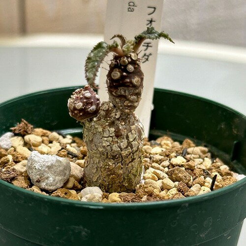サボテン　ドルステニア フォエチダ 2.5号　多肉植物 一点物 現品 現物 レア オシャレ