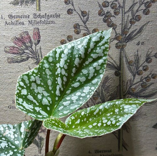 観葉植物　ベゴニア ホワイトアイス 2.5号　多肉植物 一点物 現品 現物 レア オシャレ