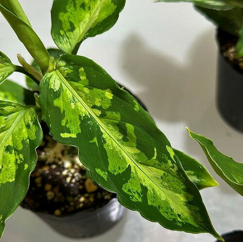 観葉植物　アグラオネマ ピクタム 3号 ポット　インテリア カワイイ 可愛い オシャレ 室内のサムネイル