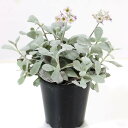 観葉植物　カランコエ プミラ 白銀の舞(銀葉) 4号ポット　多肉植物 カワイイ 可愛い オシャレ 室内