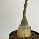 塊根植物　パキポディウム ビスピノーサム 3号 B個体　インテリア かっこいい コーデックス 現品・一点物・現物