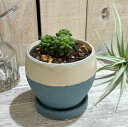 多肉植物　LEAFSセレクション アナカンプセロス 茶傘(ブルー鉢) 皿付き　インテリア かっこいい 観葉植物 現品・一点物・現物