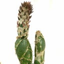 サボテン オプンチア 亀甲うちわサボテン(亀甲団扇) 4号陶器鉢 個体D 多肉植物 レア 珍しい 希少種 育てやすい 現品 現物 一点もの