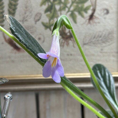 訳あり 観葉植物　プリムリナ sp. 紫 3.5号　インテリア 室内園芸 レア 珍しい 希少種 山野草