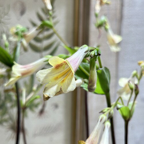 訳あり 観葉植物　プリムリナ sp. 黄色 3.5号　インテリア 室内園芸 レア 珍しい 希少種 山野草