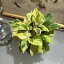観葉植物　カラテア イエローフュージョン 3.5号 ポット　インテリア オシャレ カワイイ 可愛い 室内