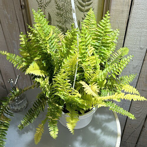 観葉植物　斑入りシダ ネフロレピス ハッピーマーブル 6号吊り鉢　【お手頃価格】インテリア オシャレ カワイイ 可愛い 室内のサムネイル