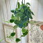 観葉植物　スキンダプサス ピクタス アルギレウス 5号 吊り　インテリア オシャレ カワイイ 可愛い 室内