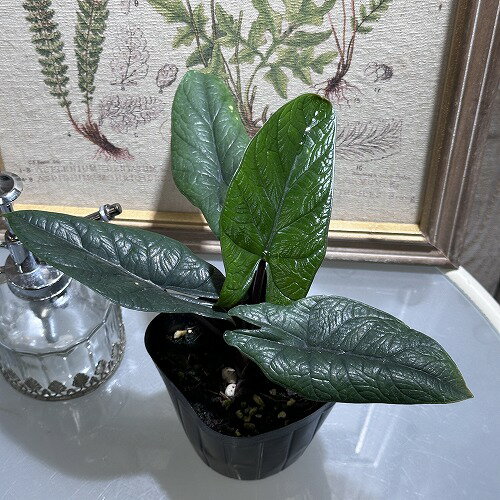 楽天LEAFS観葉植物　アロカシア スカルプラム 3.5号ポット　インテリア オシャレ カワイイ 可愛い 室内
