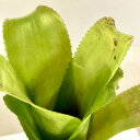 タンクブロメリア　ビルベルギア グランドフィナーレ 3号　観葉植物 現品 現物 一点もの オシャレ カッコイイ