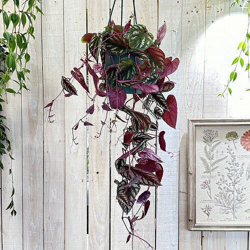 観葉植物　シッサス ディスカラー 5号吊り鉢　インテリア オシャレ カワイイ 可愛い 室内