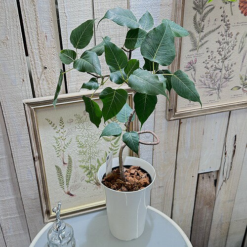 観葉植物　インドボダイジュ(フィカス レリジオーサ) 6号　インテリア オシャレ カワイイ 可愛い 室内