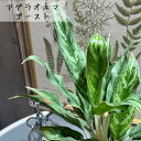 観葉植物 アグラオネマ 4号 インテリア オシャレ 可愛い かわいい 室内