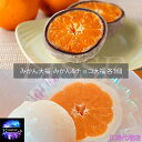 あすもの真珠大福 6個入化粧箱 みかん大福 みかん&チョコ大福 各3個 パール 大福 お祝い お礼 贈り物 スイーツ お歳暮 ギフト プレゼントスイーツ メーカ...