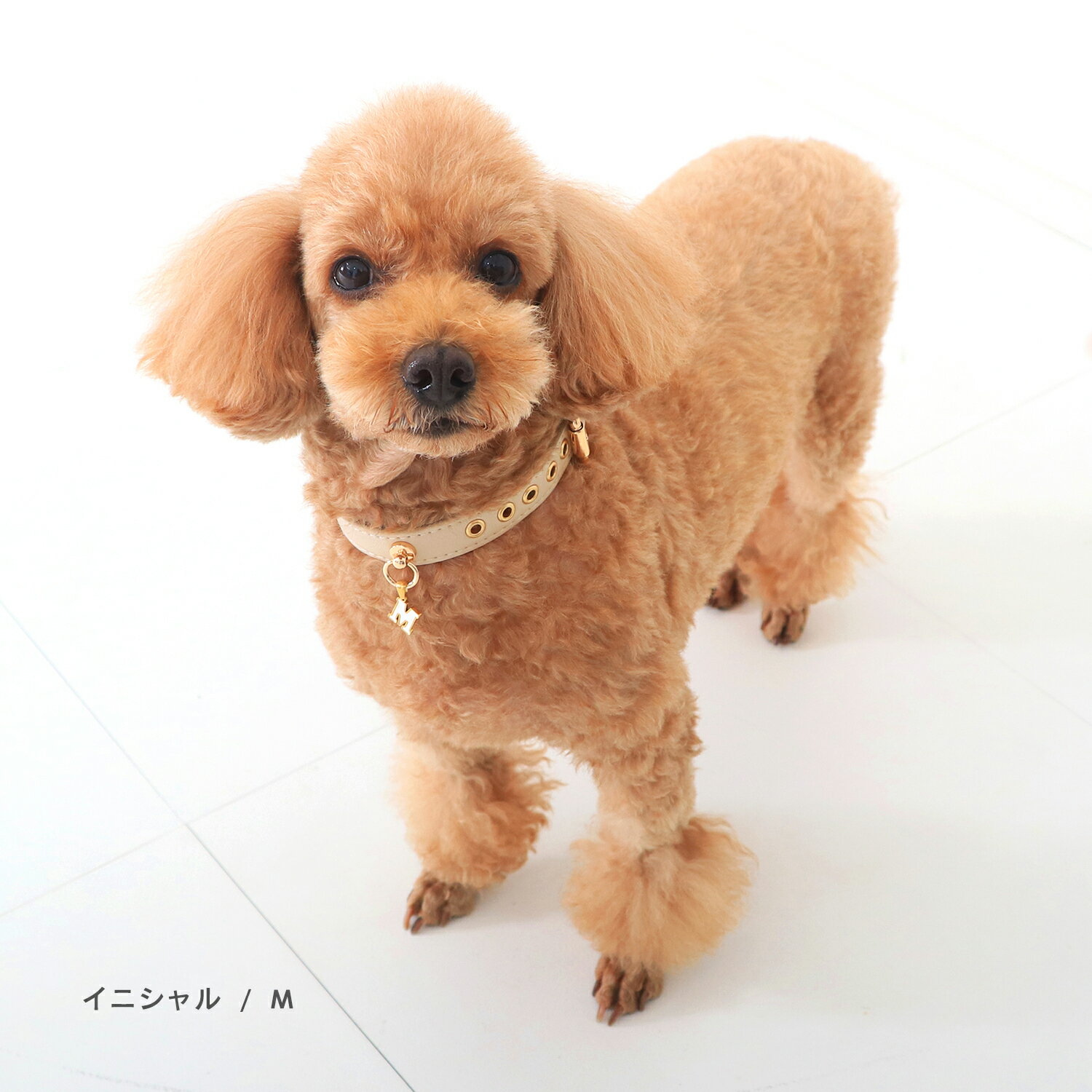 ��ñ�ʹ����Բġ�LOARFAM �� ���إ��㡼�� ���˥���� ��ĳ�� ���ƥ�쥹 ���㡼�� ���� �����ɻ� ����ʤ� �͡��� ������� �淿�� ������ �������� Ķ������ ���� ��� ������� �Ƹ� ����� �ȥ��ס��ɥ� ���å����ե�� ����ʥ�����