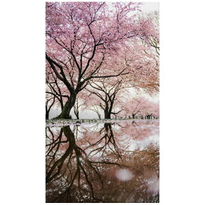 桜 さくら 花 フラワー ウォールステッカー 日本製 壁紙 木々 沼 湖 森林 ピンク 植物 緑 写真 ポスター シール アート