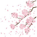 ウォールステッカー サクラ 桜 日本製 桜吹雪 春 花びら さくら 植物 かわいい フラワー ピンク 壁紙 シール リメイク DIY リフォーム ポスター