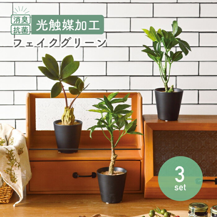 樂天商城 - 【3点セット】ブラックポット パキラ シュフレラ コーデックスセット／抗菌 消臭 インテリアグリーン 黒い鉢 光触媒 フェイクグリーン かっこいい 造花 リアル 観葉植物 モノトーン