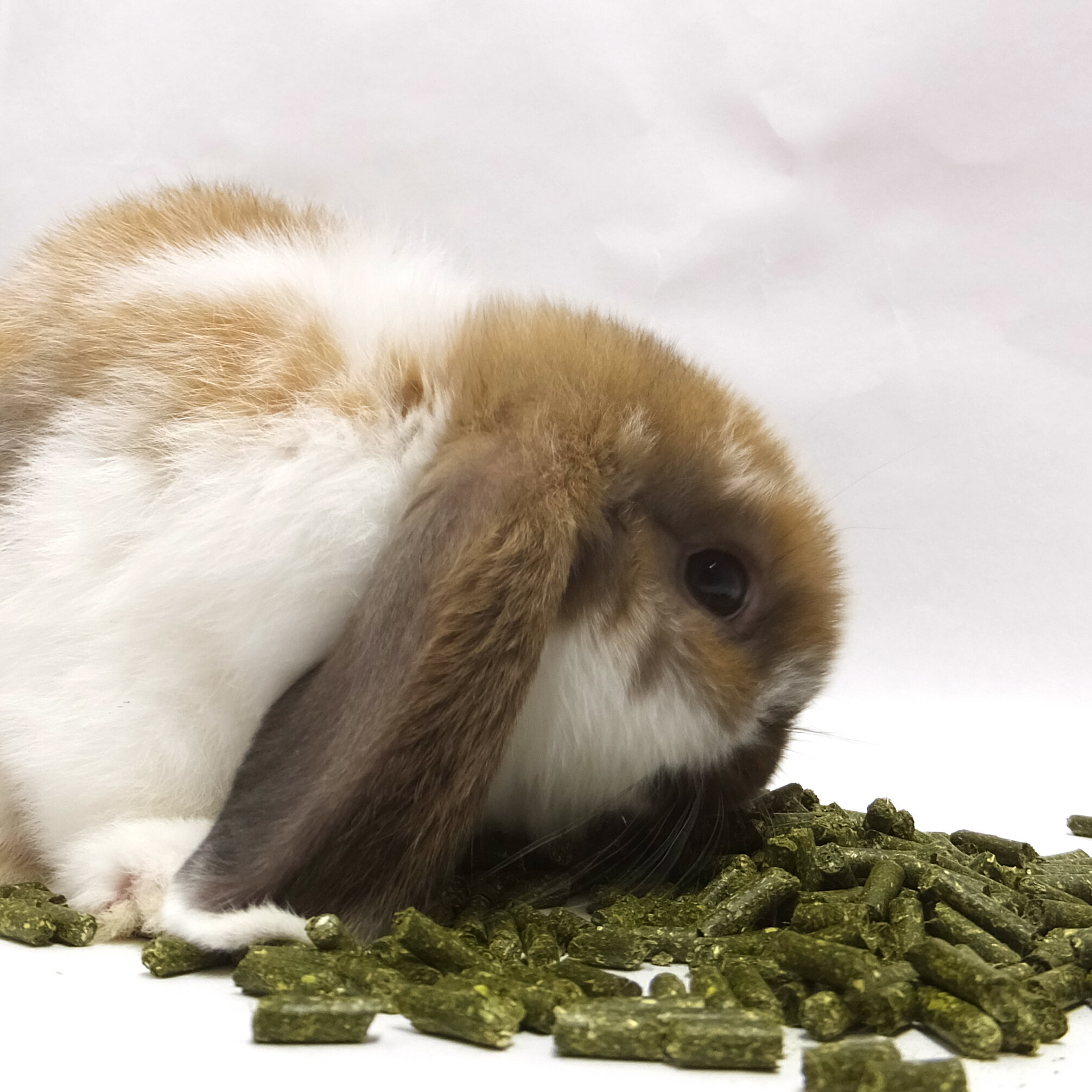 【安心安全の国内生産】【うさぎのペレット】【無...の紹介画像3