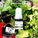 【ギフトバッグ入 / 感謝カード付】 伝承 プロポリス 原液 (約1ヵ月分/20ml) 単品 リキッド ブラジル 健康食品 サプリメント サプリ 養蜂場 健康 ...
