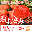 送料無料 特大サイズ 12粒 380g以上(1粒あたり30〜39g) いちご イチゴ 苺 大粒 高級 超大きくて甘い おおきみ タルト ショートケーキ の材料にも フルーツ 果物 あまおう とちおとめ あきひめ スカイベリー よりも 大きい ギフト