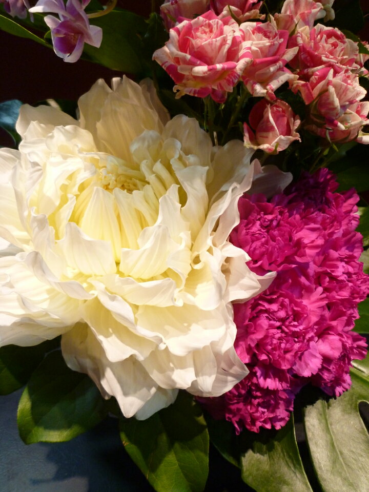 ダリア 蘭 胡蝶蘭 ファレノプシス ダリア 白...の紹介画像2