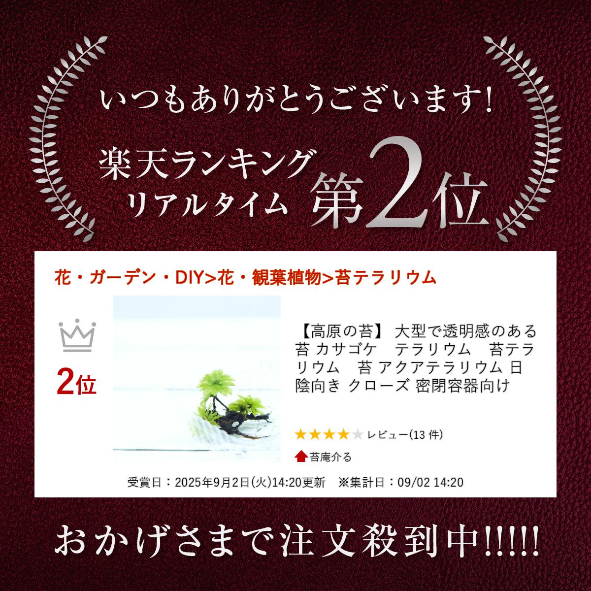 【高原の苔】 大型で透明感のある苔 カサゴケ　テラリウム　苔テラリウム　苔 アクアテラリウム 日陰向き クローズ 密閉容器向け 2