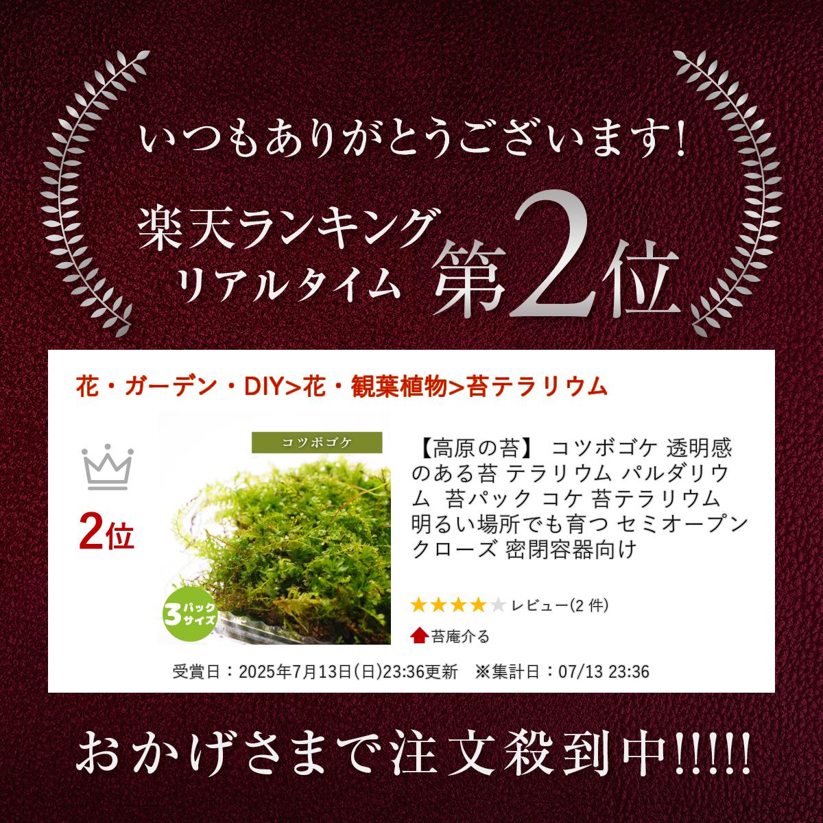 【高原の苔】コツボゴケ 苔テラリウム 透明感のある苔 テラリウム パルダリウム 苔パック コケ 明るい場所でも育つ セミオープン クローズ容器向け こけテラリウム 苔盆栽 アクアテラリウム モステラリウム 観葉植物 グリーン インテリア 南信州 2