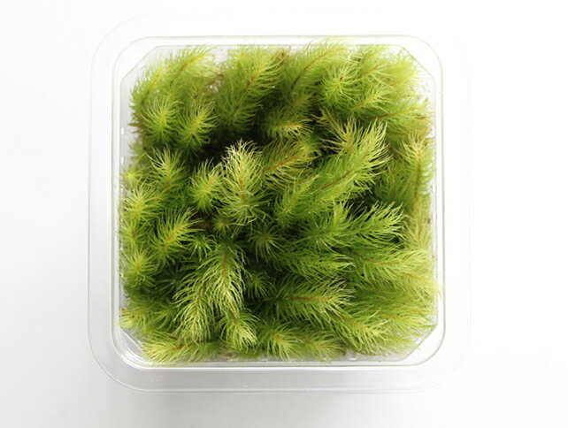 �� ���� ���� �ҥΥ����� �ڥҥΥ������ߥ˥ѥå���S2��(88��88mm)��