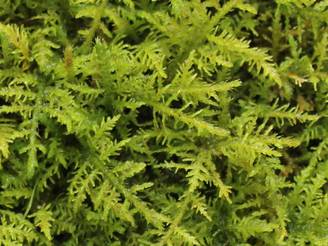 �� ���� ���� ���Υ֥��� �ڥ��Υ֥����ߥ˥ѥå���S1��(154��96mm) ��