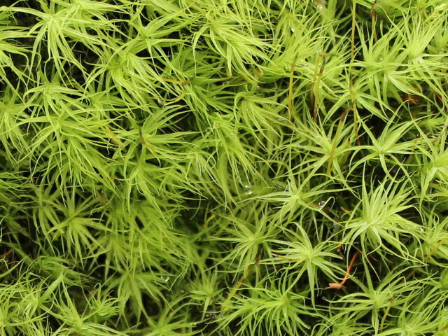 �� ���� ���� ���ޥ��� �ڥ��ޥ����ߥ˥ѥå���S2��(88��88mm) ��