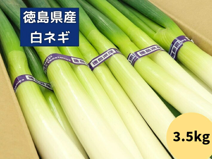 徳島県産 白ネギ 3.5kg 2Lサイズ 13本~15本入り 朝採り ねぎ ネギ 白ねぎ 白葱 長ネギ 長ねぎ 新鮮野菜..
