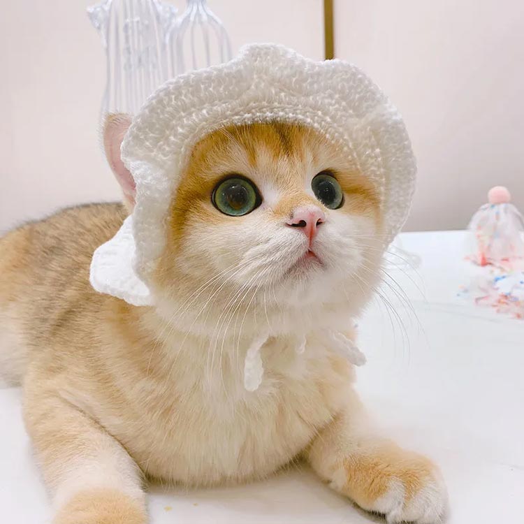 コスプレ ニット 猫用 かぶりもの 帽子 ギフト ドッグウェア かわいい 汚れ防止 編み 猫用品 ペット用品 ペットグッズ 写真 ネコ 小型犬 ねこ 服 衣装 変身 グッズ 犬服