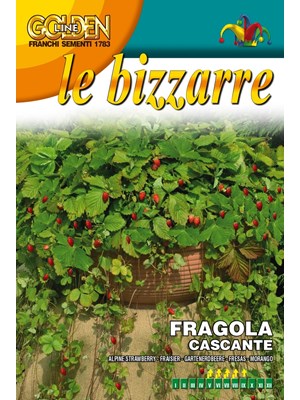 FRANCHI社《GL》　イチゴ　　CASCANTE-ATTILA　アルパインストロベリー　小粒の可愛い苺　