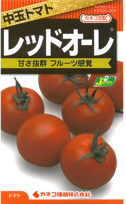 【カネコ種苗の野菜の種】 トマト レッドオーレ 中玉サイズ　甘さ抜群フルーツ感覚のサムネイル