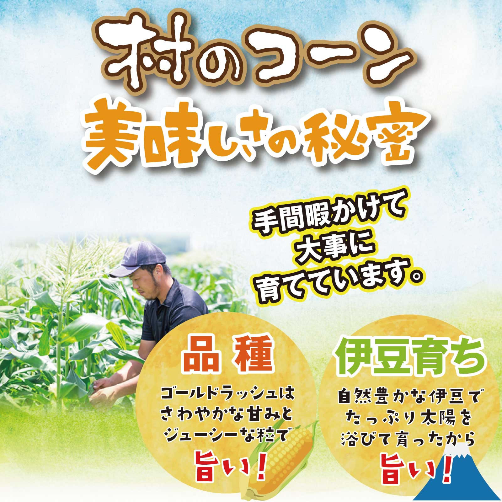 ≪エントリーで最大P10倍！≫ 今期解禁！送料込 鉄腕DASHで紹介★村のコーン とうもろ...