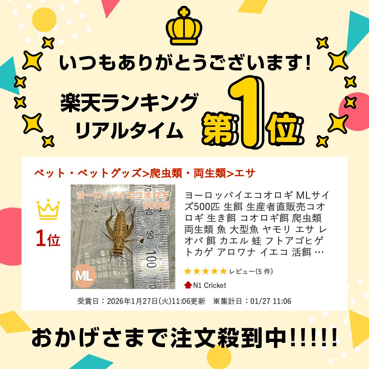 ヨーロッパイエコオロギ MLサイズ 500匹 ...の紹介画像2