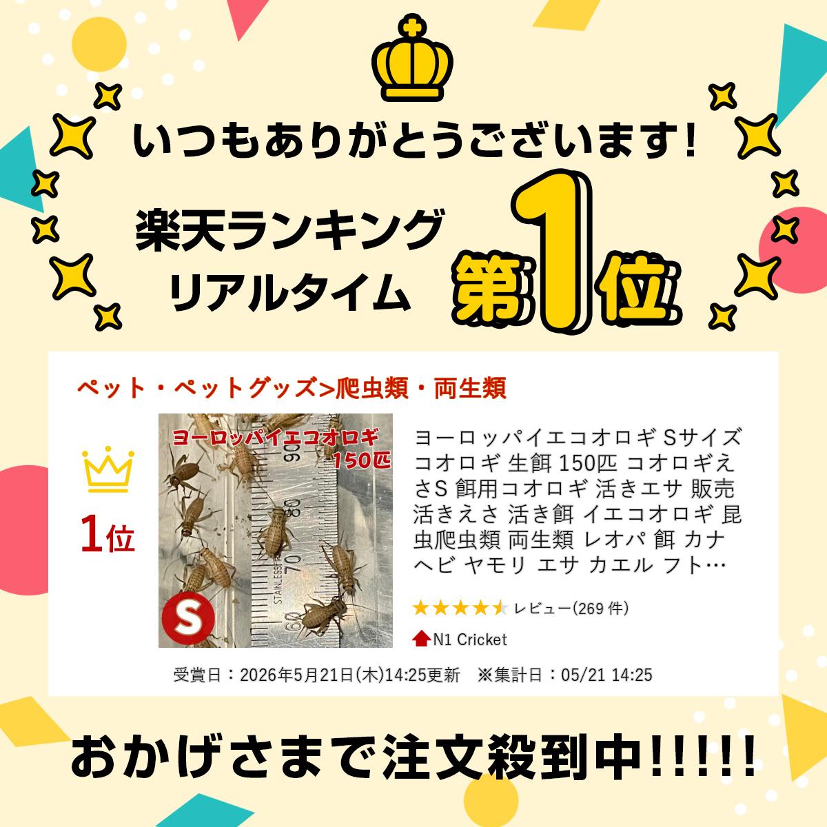 ヨーロッパイエコオロギ Sサイズ コオロギ 生...の紹介画像2