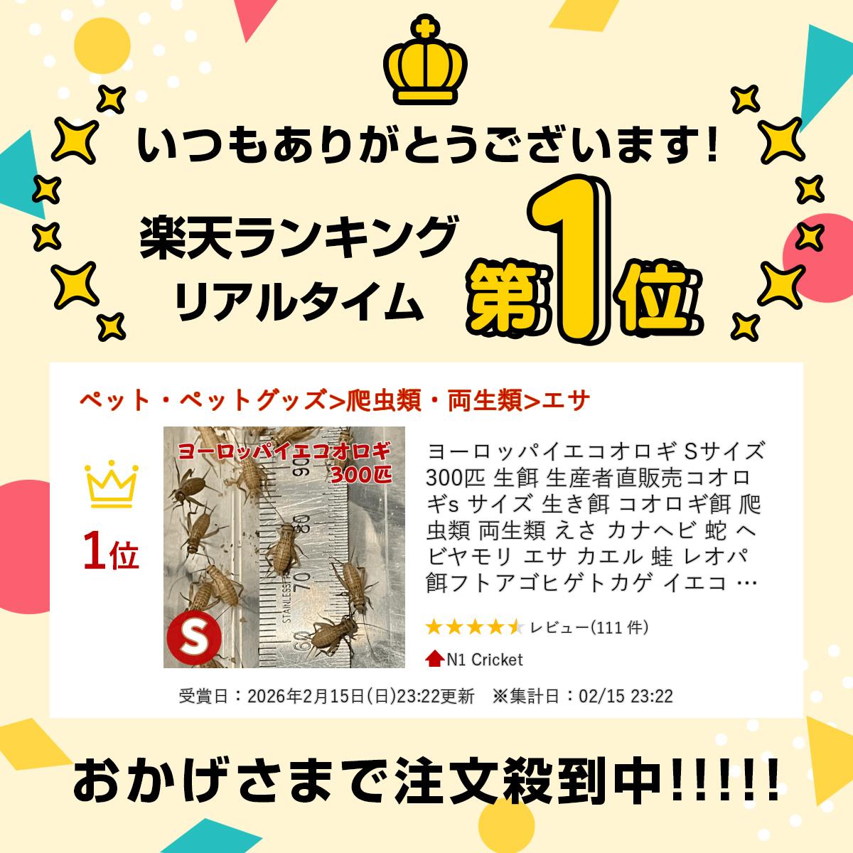 ヨーロッパイエコオロギ Sサイズ 300匹 生...の紹介画像2