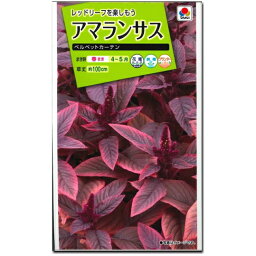 アマランサス 種子 ベルベットカーテン 0.1ml（育苗可能本数：およそ50本)Amaranthus