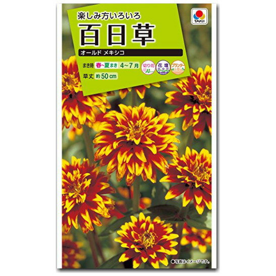 百日草 種子 オールドメキシコ 2ml（育苗可能本数：およそ85本) Zinnia ジニア