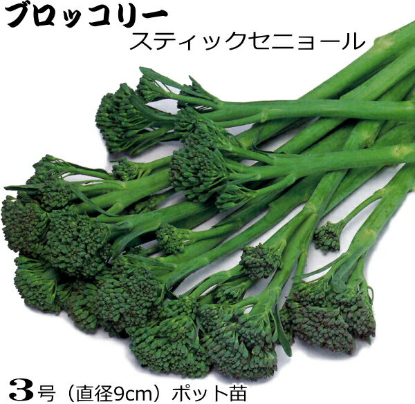 茎ブロッコリー スティックセニョール 9cmポット苗のサムネイル