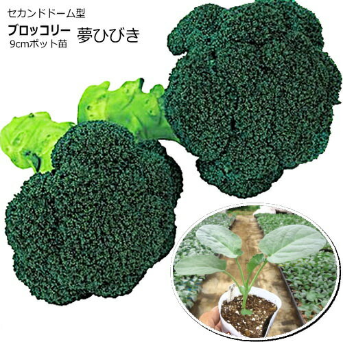 ブロッコリー 夢ひびき 9cmポット苗のサムネイル