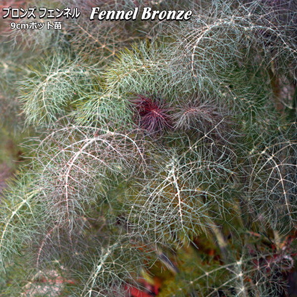 フェンネル苗 Fennel Bronze ブロンズフェンネル 銅葉フェンネル 3ポットセット ...