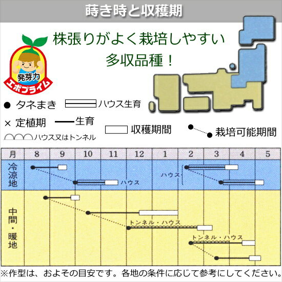 ホウレンソウ 種子 強力オーライ 1dl ほうれん草