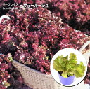 レタス サマールージュ 9cmポット苗 リーフレタス