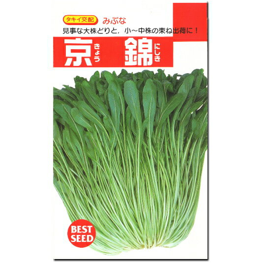 『 京錦 キョウニシキ 』 みぶな 種子 4.5ml 壬生菜
