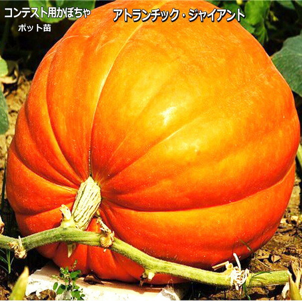 コンテスト用かぼちゃ アトランチックジャイアント 9cmポット苗 カボチャ