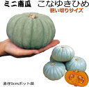 かぼちゃ こなゆきひめ 9cmポット苗 カボチャ