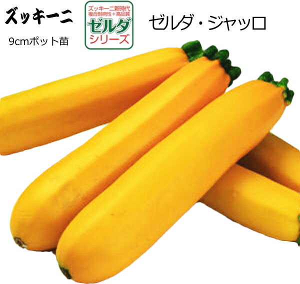 ズッキーニ ゼルダ ジャッロ 9cmポット苗のサムネイル